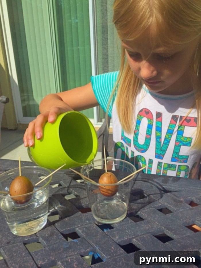 A child observing an avocado seed suspended over water with toothpicks, part of engaging gardening activities for kids.