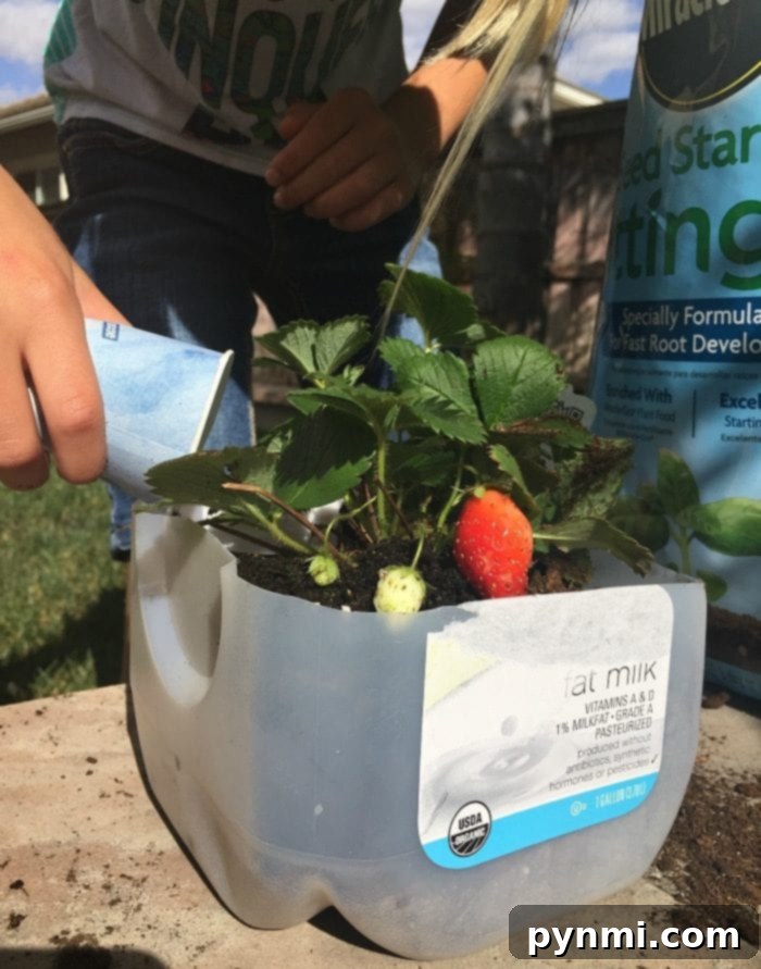 A child watering a vibrant strawberry plant growing in a cleverly repurposed milk jug, highlighting sustainable gardening activities for kids.
