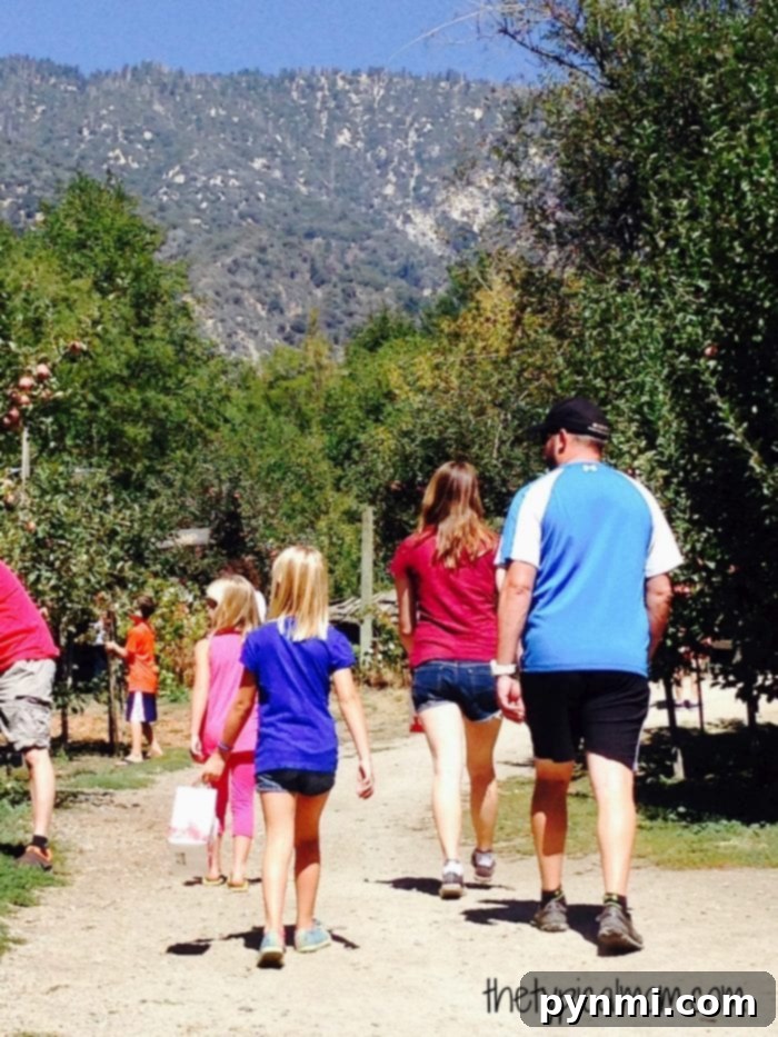 Experience Abundant Apple Picking at Oak Glen Orchards Rows of ripe apple trees in an Oak Glen orchard, ready for visitors to pick fresh apples, with scenic mountain backdrop.