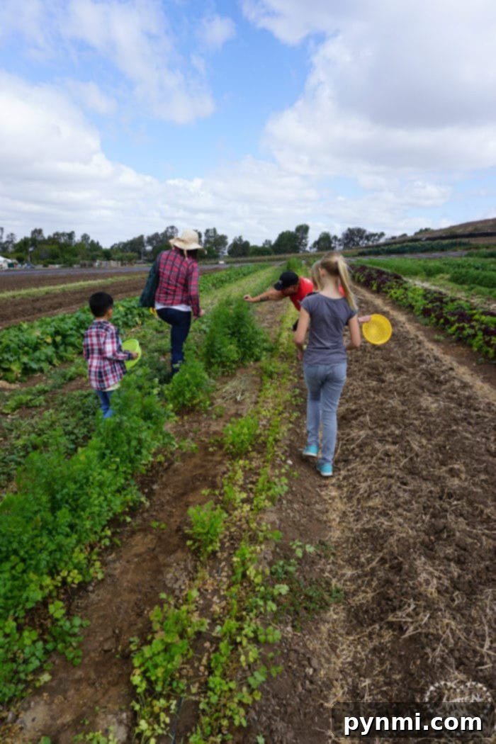 Tanaka Farms in Irvine lets you pick your own vegetables and strawberries. tanaka farms entrance and tractor