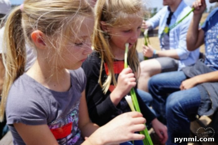 Unearthing the Magic of Tanaka Farms Irvine 6 Strawberry farm in Orange County