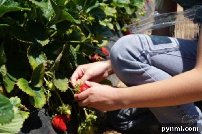 Unearthing the Magic of Tanaka Farms Irvine 7 tanaka farm strawberry picking