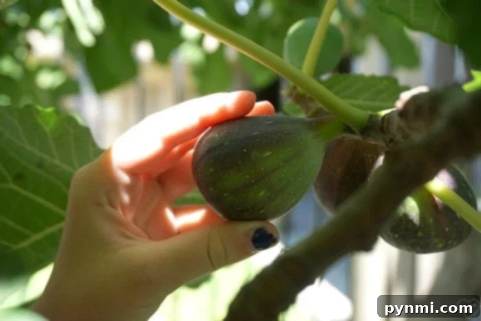 A vibrant fig tree laden with ripe fruits, showcasing the natural beauty of fresh figs