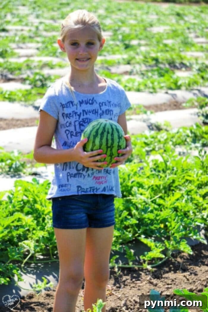 Tanaka farms watermelon tour in Irvine is great! Families enjoying the Tanaka Farms watermelon tour, picking watermelons and experiencing the farm life.