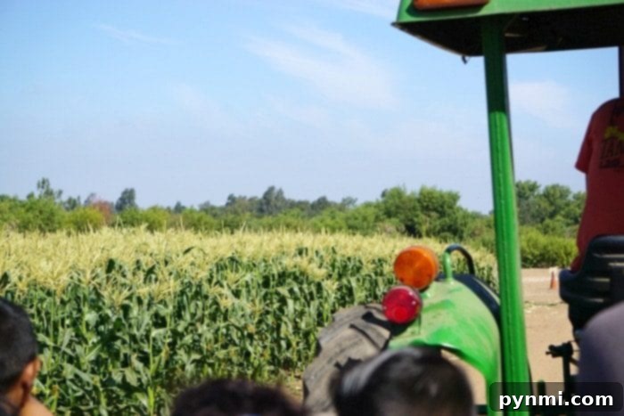 Tanaka Farms Sweet Melon Adventure 2 Children enjoying a tractor ride through the fields at Tanaka Farms, an exciting part of the farm tour experience.