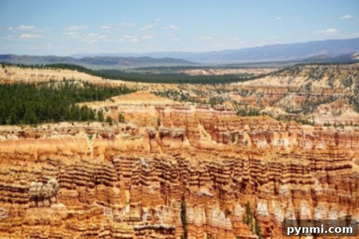 Children marveling at the vast landscapes of Bryce Canyon National Park