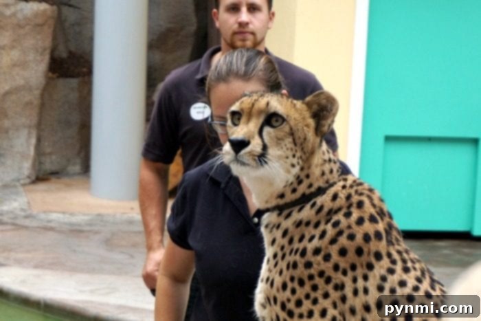 An Overnight Adventure at the San Diego Zoo 12 cheetah