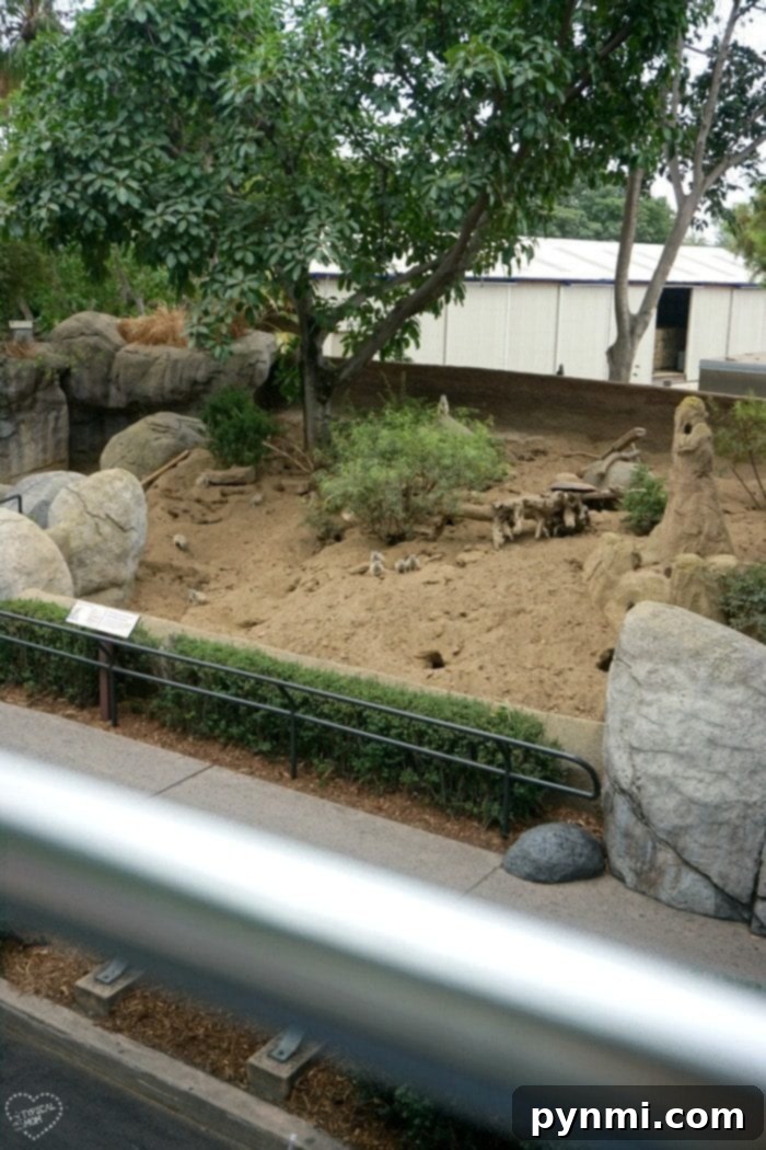 An Overnight Adventure at the San Diego Zoo 6 san diego zoo sleepover