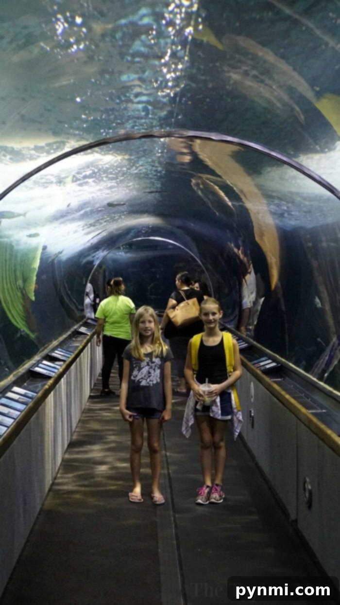 Explore marine life at Aquarium of the Bay with your family family things to do in san francisco