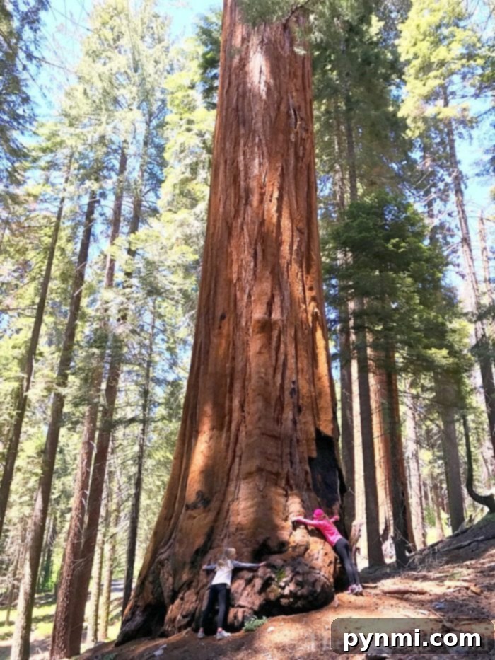 The best National Parks for kids are here, from a family who road trips year round! When you should visit and how to save money when you travel with kids. #nationalparks #bestnationalparks #kids #familytravel #travelingwithkids Family looking up at giant sequoia trees, highlighting what to see in Sequoia National Park with kids.