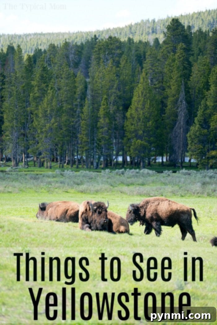 The best National Parks for kids are here, from a family who road trips year round! When you should visit and how to save money when you travel with kids. #nationalparks #bestnationalparks #kids #familytravel #travelingwithkids Family observing Old Faithful in Yellowstone, planning a trip to Yellowstone with kids.