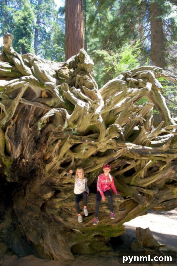 Exploring the roots of a massive fallen sequoia, a unique and memorable adventure in Sequoia National Park. Fallen giant sequoia tree with exposed roots that visitors can explore in Sequoia National Park