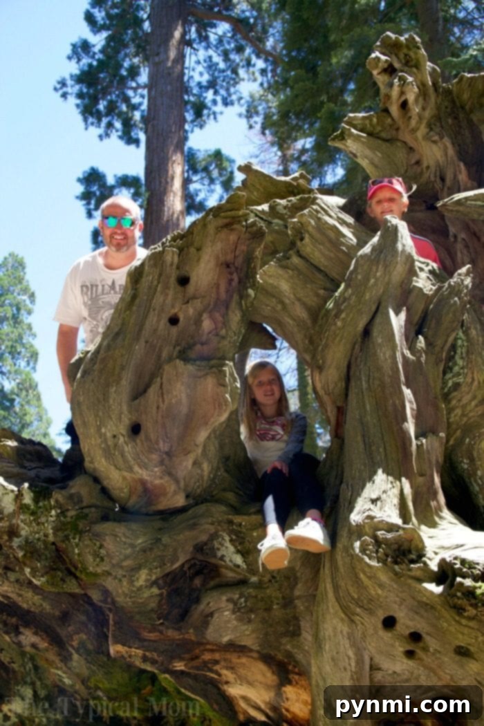 Walking across a fallen sequoia trunk, offering a unique perspective of the ancient forest in Sequoia National Park. Family walking on a fallen giant sequoia tree trunk in Sequoia National Park