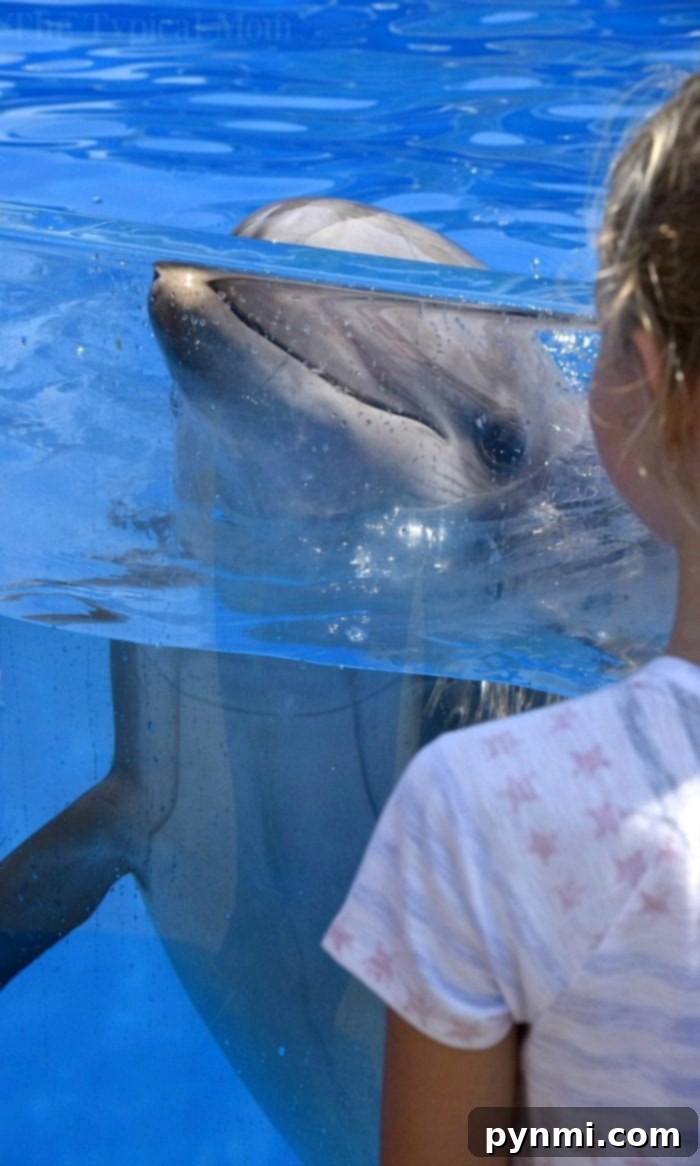 Experience the SeaWorld behind the scenes tour for an amazing look at animal rehabilitation and conservation SeaWorld behind the scenes tour: A close-up view of marine animals and expert care