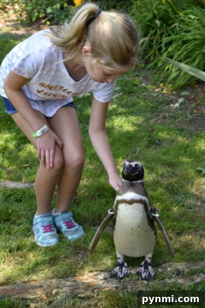 The SeaWorld behind the scenes tour offers amazing insights into animal rehabilitation and conservation Up close encounter with a penguin during SeaWorld San Diego behind the scenes tour