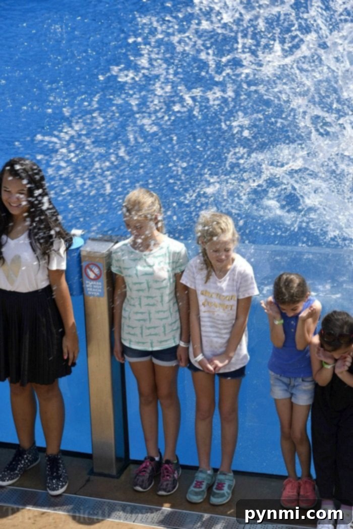 Sea World Unlocked: My VIP Behind-the-Scenes Tour Review 3 Guests observing marine life during the SeaWorld VIP tour
