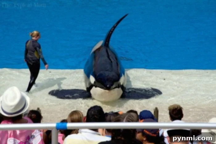 The SeaWorld behind the scenes tour offers amazing insights into animal rehabilitation and conservation Trainer interacting with a sea lion during a SeaWorld educational session