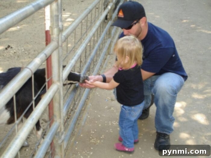 Interactive Animal Feeding Experience at Bates Nut Farm in Valley Center Bates Nut Farm animal feeding area