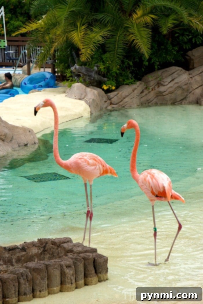 Family enjoying the wave pool at SeaWorld Aquatica San Diego