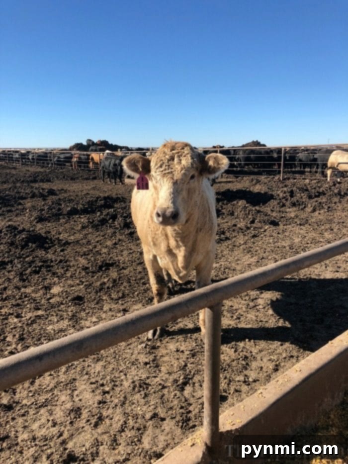 Learning about Texas Beef in Amarillo: Discovering Cattle Farming and Advanced Feed Technology Vast Texas Beef Cattle Farm in Amarillo