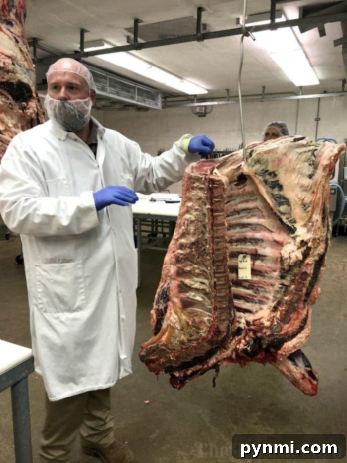 Inside the West Texas A&M Beef Research Center: Education and Innovation in Beef Science Students learning about beef processing and butchery at West Texas A&M