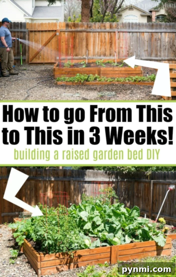 Start your affordable backyard vegetable garden today! Empty raised garden bed being watered, below it lush plants thriving in a newly established vegetable garden. Text overlay: How to transform your space into a thriving vegetable garden in just 3 weeks!