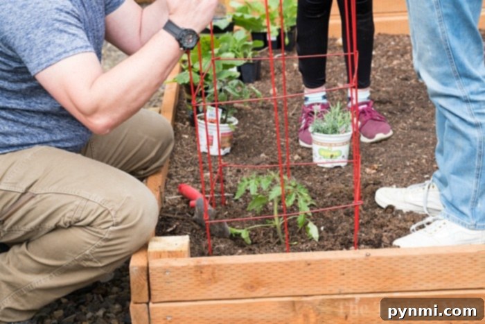 Elevated Edible Gardens 3 A hand gently tending to young tomato plants in a garden, with sturdy tomato cages visible in the background.