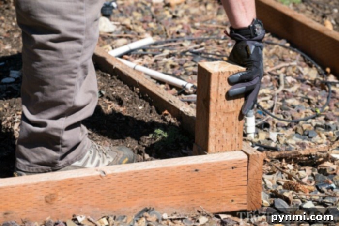 Elevated Edible Gardens 2 Construction process of a raised garden bed, showing lumber being assembled to form the frame.