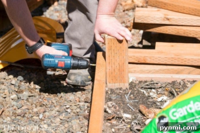 Essential tools for your raised garden bed construction. Close-up of a person using a screw gun to attach a 2x4 to a 4x4 post, demonstrating a step in building a DIY raised garden bed.