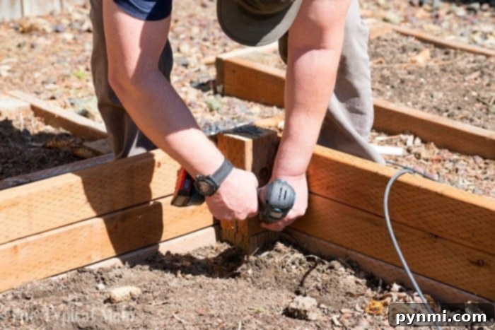 Step-by-step construction of your raised vegetable garden. A partially constructed raised garden bed frame, showing the corner posts and side boards being secured with screws.