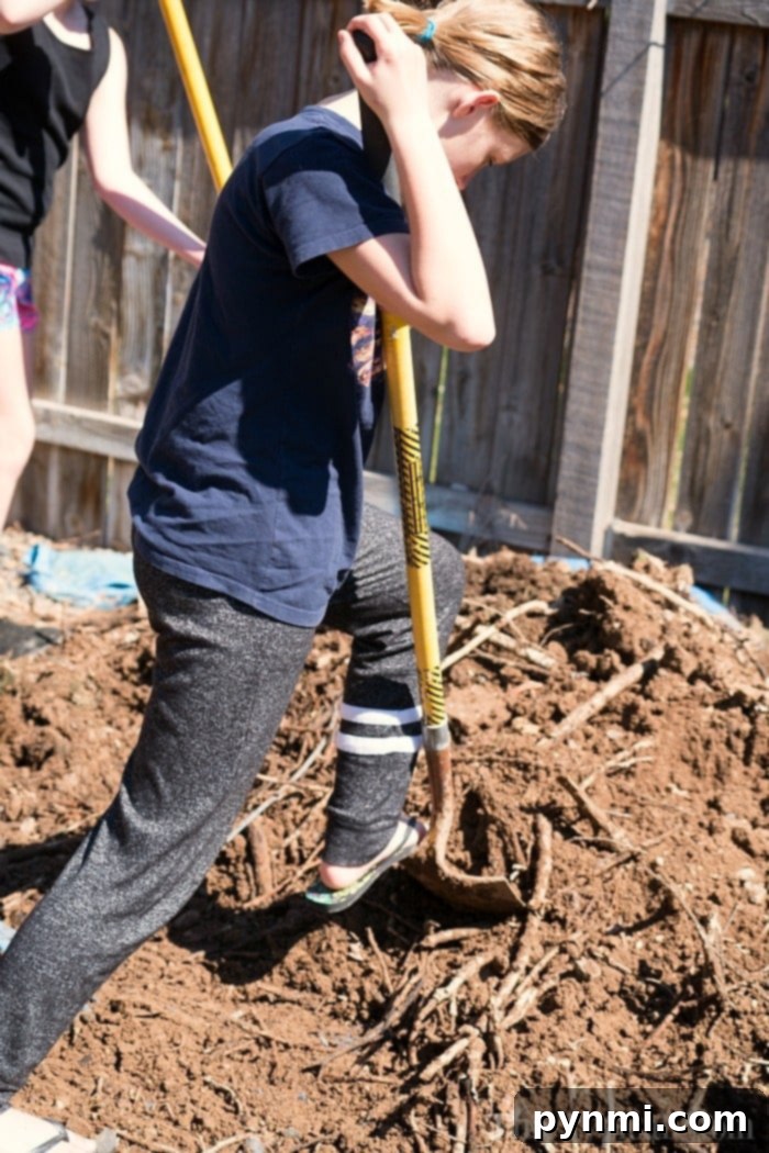 Preparing nutrient-rich soil for your vegetable garden. A large pile of organic material, suggesting a compost pile, next to a newly built raised garden bed.