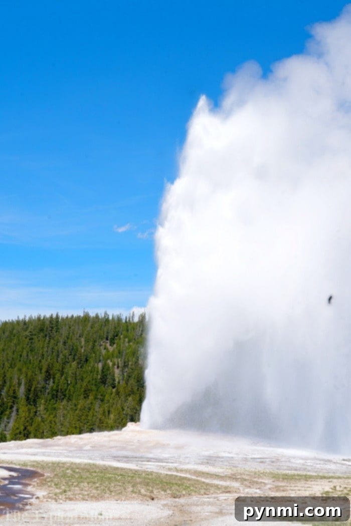 What to see in Yellowstone: Mammoth Hot Springs, a unique family vacation spot #yellowstone #familytravel #travel #roadtrips #thetypicalmom #southdakota Family walking on boardwalks at Mammoth Hot Springs in Yellowstone National Park