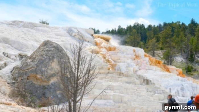 What to see in Yellowstone: Close-up of vibrant hot springs and travertine terraces #yellowstone #familytravel #travel #roadtrips #thetypicalmom #southdakota Close-up of vibrant hot springs and travertine terraces at Yellowstone