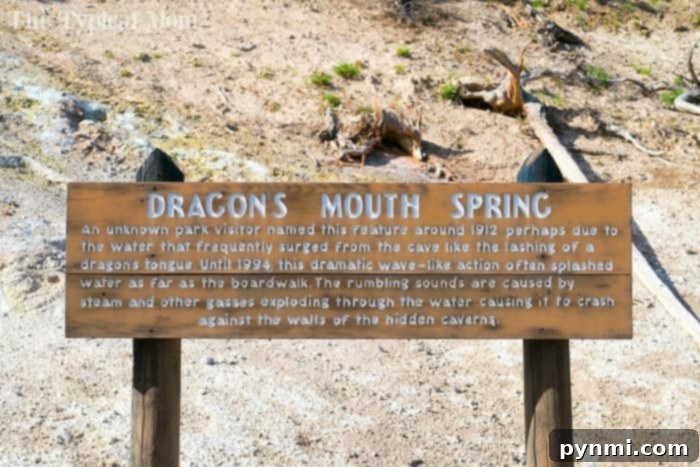What to see in Yellowstone: Dragon's Mouth Spring, a unique geothermal wonder #yellowstone #familytravel #travel #roadtrips #thetypicalmom #southdakota Steam and bubbling water at Dragon's Mouth Spring in Yellowstone
