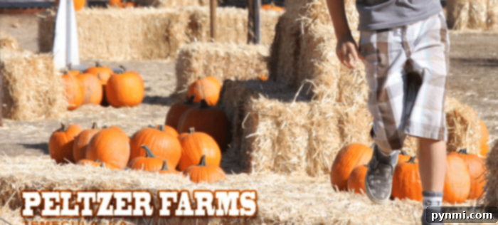 Peltzer Farm Temecula: A Slice of Country Charm 3 Big Horse Corn Maze aerial view