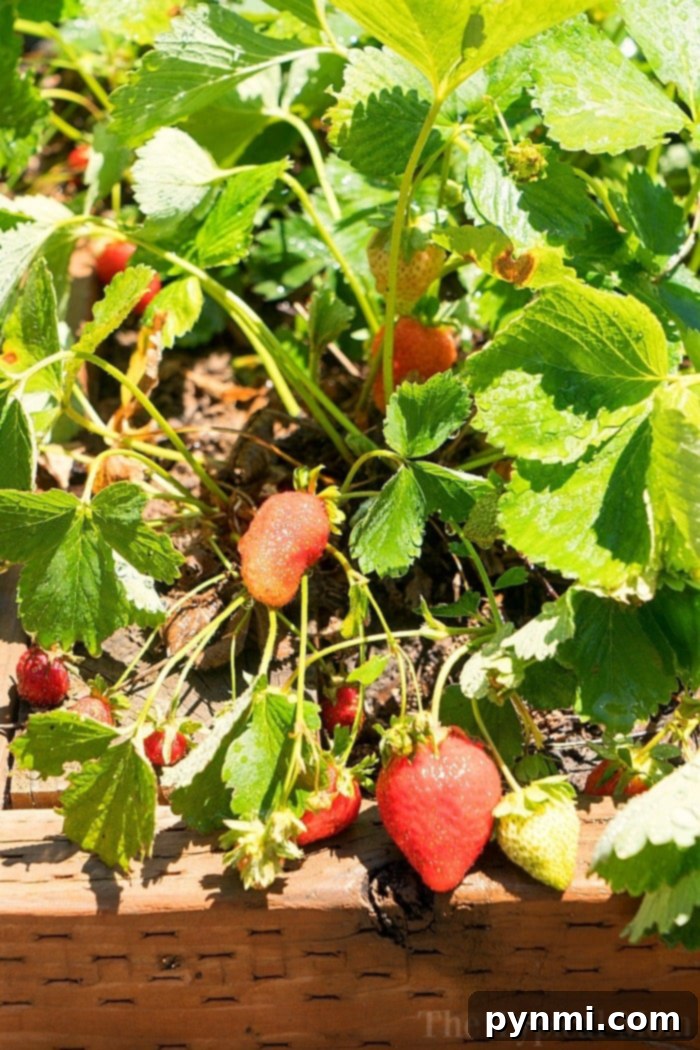 How to grow strawberries in your own garden for juicy fruit. A bounty of vibrant red strawberries freshly picked from a home garden, highlighting the joy of homegrown produce.