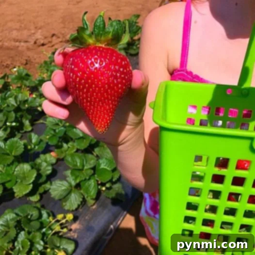 A well-maintained strawberry patch yielding abundant fruit. A vibrant strawberry field stretching into the distance, showcasing healthy rows of plants ready for harvest.