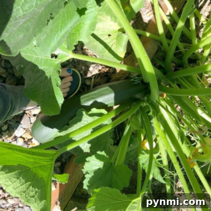 Creative Zucchini Dinners 4 zucchini plant