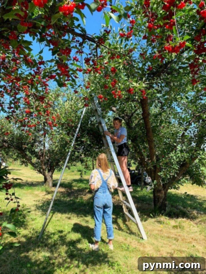Things to make with fresh cherries. A picturesque view of Kelly's Orchard in Idaho, with rows of fruit trees under a clear sky, symbolizing fresh produce.