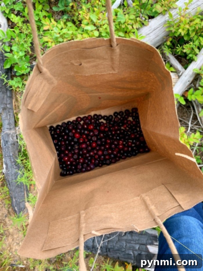 Huckleberry Delights 3 Three hands gently picking ripe huckleberries from a bush, symbolizing the joy of huckleberry picking and the start of delicious huckleberry recipes.