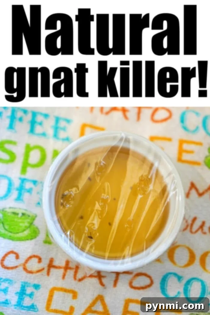 Natural methods for getting rid of gnats in the kitchen