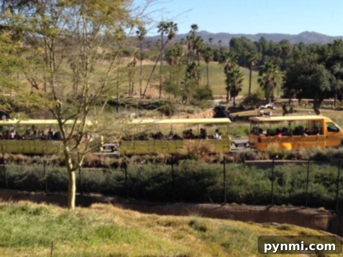 Experience the vast open spaces and diverse wildlife at San Diego Safari Park, a unique family attraction in Southern California.