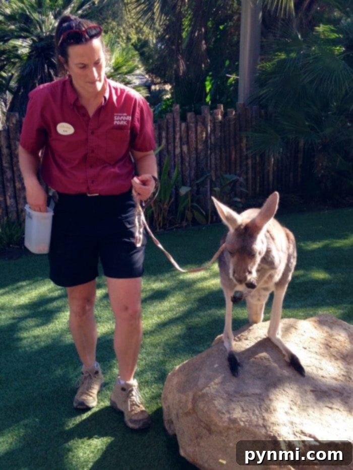 An animal ambassador program at San Diego Wild Animal Park featuring educational presentations.