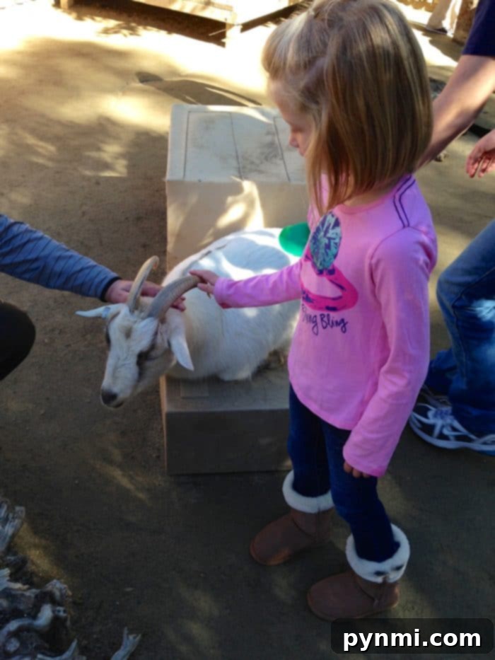 Children interacting with friendly goats in the petting zoo area at San Diego Wildlife Park.