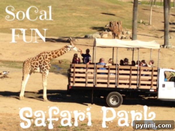 A giraffe approaches a safari truck filled with people sitting on benches at a safari park. The truck is parked on a dirt path with a grassy landscape in the background. "SoCal FUN Safari Park" and "San Diego Safari Park" are written in large white text at the top and bottom of the image.