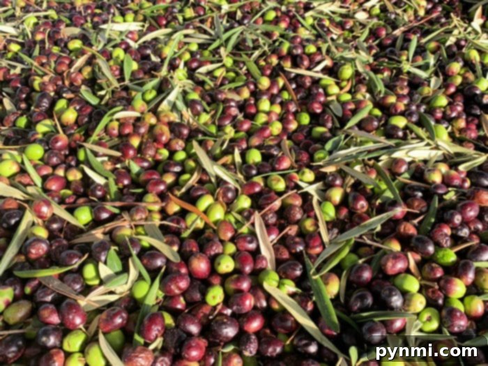 Olive Oil Magic: Enhancing Your Hair and Your Meals 8 Freshly harvested olives on a branch, symbolizing the natural source of olive oil.