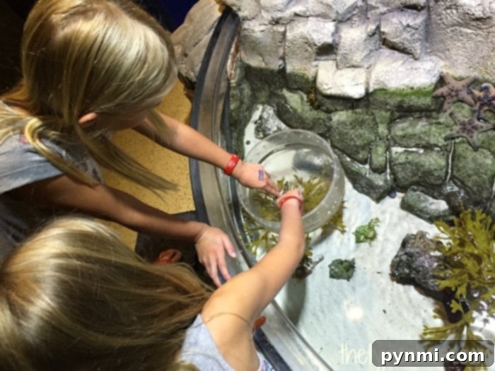 Your Ultimate Southern California Family Fun Guide 8 Colorful marine life at Sea Life Aquarium, a popular family attraction in Southern California