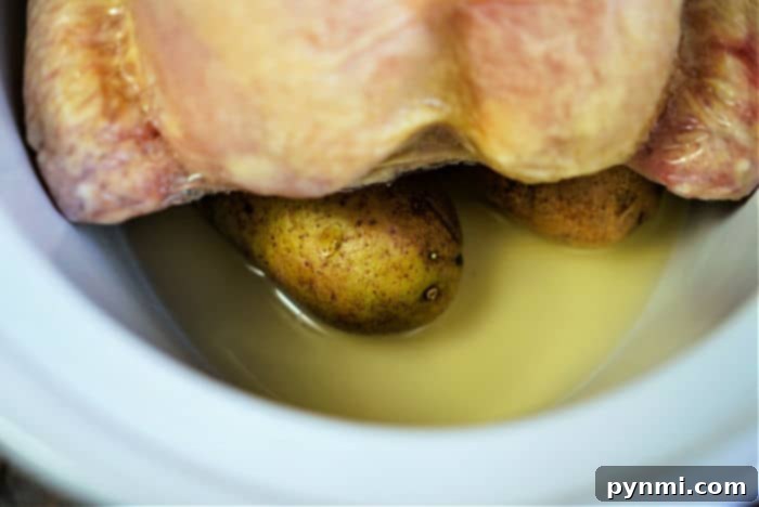 A whole chicken, cooked to perfection, sits in a slow cooker, showcasing its readiness for a delicious meal.